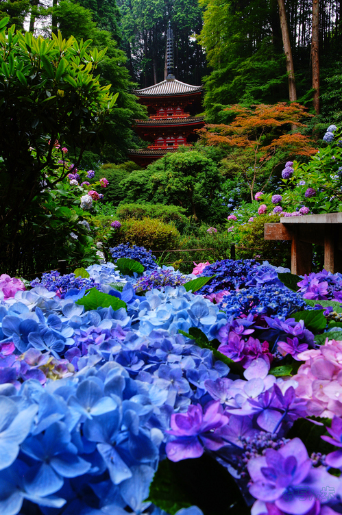 青紫花の日本画 大きめ シルバーフレーム 青紫花の日本画 大きめ シルバーフレーム 青紫花の日本画 大きめ